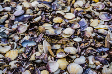 Coastal Shells on the Shore