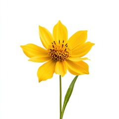 close up of a yellow flower with a single green leaf