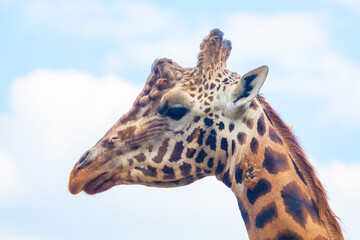 family of Giraffe Giraffa camelopardalis,with a baby. sticking out blue tongue