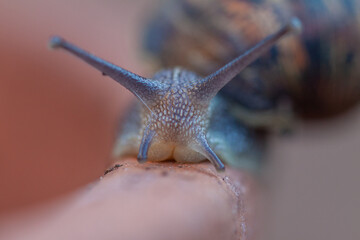 Snail close up