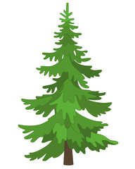 Tall Spruce, coniferous evergreen tree - vector full color picture. Christmas tree, stylized image of a plant.	