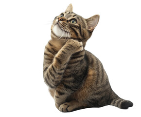 Fototapeta premium A Delightful Tabby Cat, Perfectly Captured in a Moment of Grooming , isolated on white background PNG