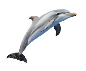 Fototapeta premium Majestic Dolphin Leaping in the Ocean Waters, A Stunning Aquatic Creature , isolated on white background PNG