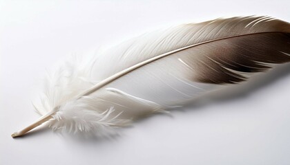 feather on white background