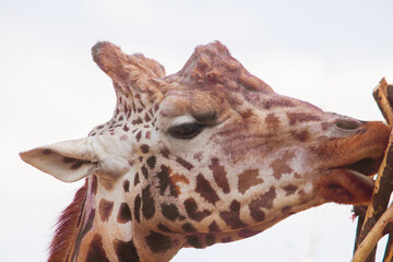 family of Giraffe Giraffa camelopardalis,with a baby. sticking out blue tongue