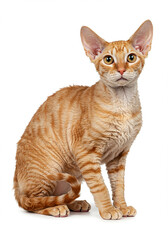 Obraz premium Adorable Ginger LaPerm Cat Sitting Studio Shot Purebred Feline