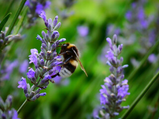 A bee busily works on a lavender flower