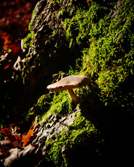 A mushroom emerges from the mossy cover in the autumn forest