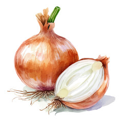 A watercolor painting of an Onion, isolated on a white background. Onion vector.
