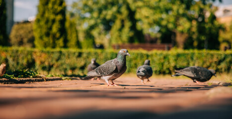 A group of pigeons foraging on a city pathway, with a focus on one pigeon in the foreground. The background features greenery and trees, capturing a bright and sunny outdoor scene.