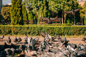 The photo shows a group of pigeons in a park. Some are walking on the ground while others are flying. The background features green bushes, trees, and benches under a clear blue sky.