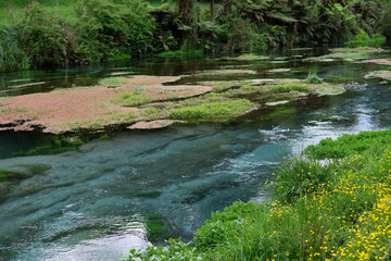 blue spring in New Zealand