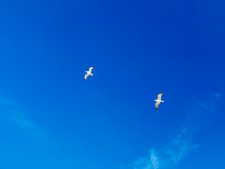 seagulls fly in the blue sky