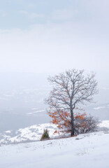 Autumn colored lone tree on a snow covered mountain with soft, glowing light
