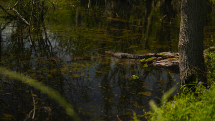 American alligator on a log beside a marshy body of water in East Texas USA