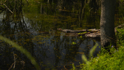 American alligator on a log beside a marshy body of water in East Texas USA