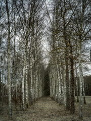 Pasaje de arboles en invierno