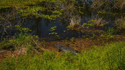 American alligator beside a marshy body of water in East Texas USA