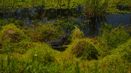 American alligator beside a marshy body of water in East Texas USA