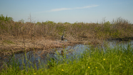 A great blue heron standing along a marsh in Texas