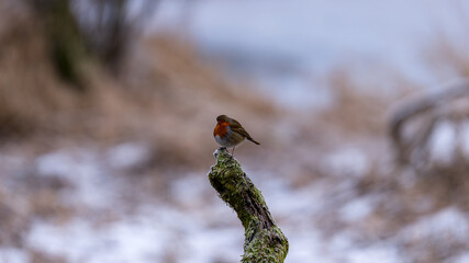 European robin on moss-covered stump in Castle Semple Country Park, Scotland, UK, captured on 2025-01-11. A beautiful winter portrait.