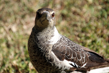 Fototapeta premium Close up of an Australian Magpie 