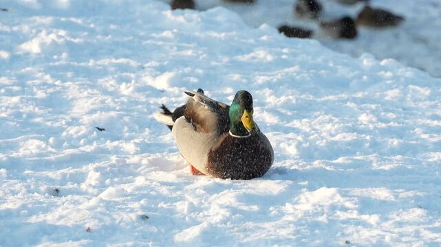 A duck lands in the snow on a frosty winter day, 4x slow motion