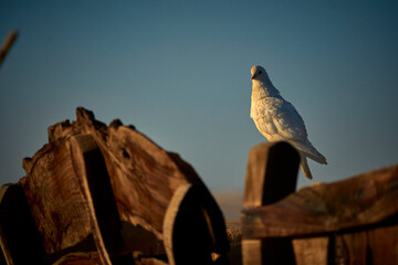 Fototapeta premium white pigeon on wood board