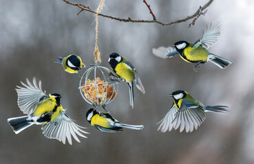 many birds tits flying at seed feeder in winter garden spreading wings