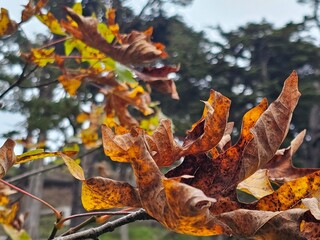 Scenes from San Francisco