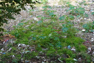 Ricinus the castor beans plants are grown in the garbage area, Kolkata