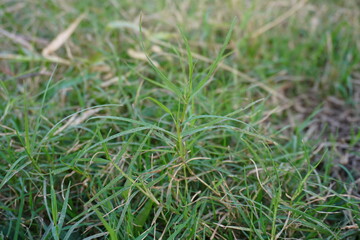 Cynodon is a genus of plants in the grass family, cynodon grass in close up