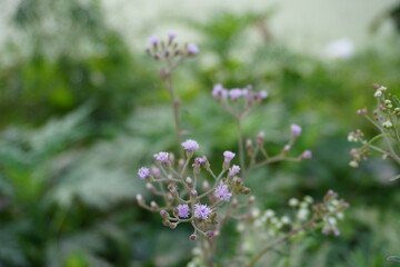 Obraz premium Cyanthillium the tiny purple flowers in close up with blurry background
