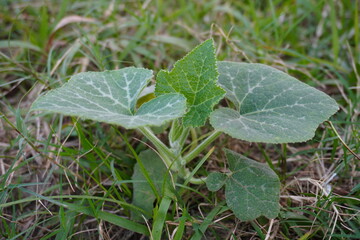 A tiny pumpkin plant has been found in the green grassy field