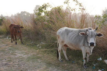 The cows are tightened with the ropes on the grazing field