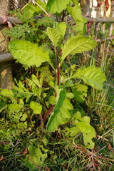 Gynura crepidioides plant with its long leaves has grown beside the fence in the field