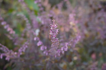 Basil flowers in close up with a blurry background, an ayurvedic medicinal plant