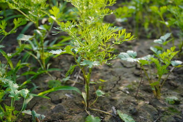 Coriander plants are cultivated in the vegetable bed, close up with a blurry background