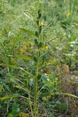 Sesamum plant with its leaves and flower buds in close up with a blurry greenery background