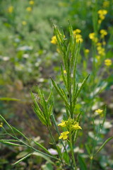 The top of the mustard plant is full with its seeds and a couple of flowers with a blurry background