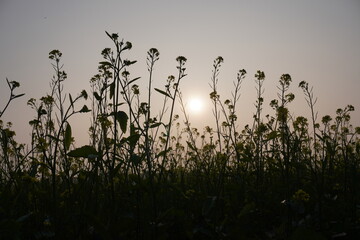 The vibrant mustard field with dull sun and blue golden sky background