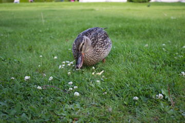 Duck grazing on green grass in park