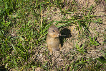 Small ground squirrel eating in green grass