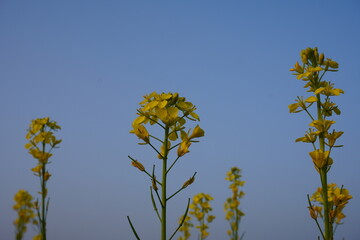 In the landscape the mustard flowers are flaunting their vibrancy with their enchanting beauty with the blue sky background