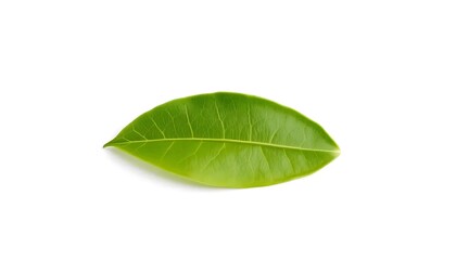 Obraz premium Single Vibrant Green Leaf: Minimalist Botanical Study