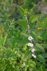 Lippia alba a flowering plant has been found in the bush with its tiny white flowers