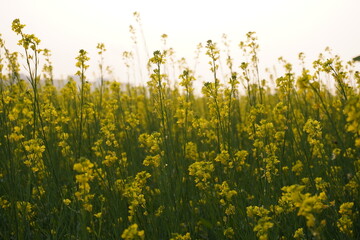 The flaunting vibrant yellow mustard flowers in its plants in the daytime with blurry background