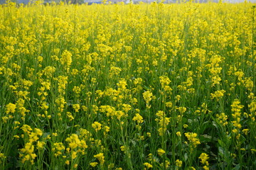 Fototapeta premium The meadow of mustard plants with its vibrant yellow flowers are flaunting their vibrancy