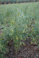 Lentil plant in close up with lentils on it with a blurry greenery background