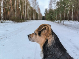 Walking with a pet in the winter forest. Active recreation for the family